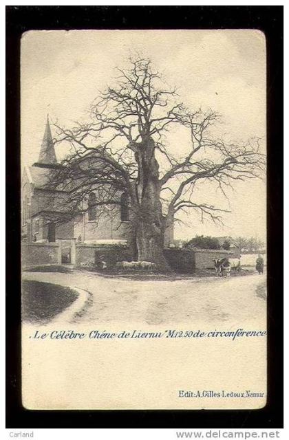 Album cover Chêne de Liernu